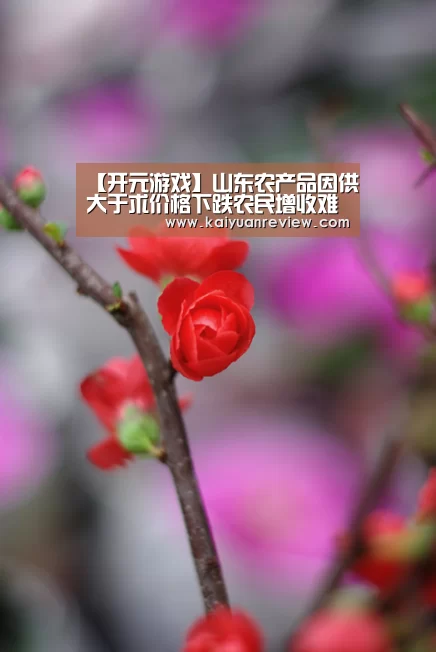 开元体育